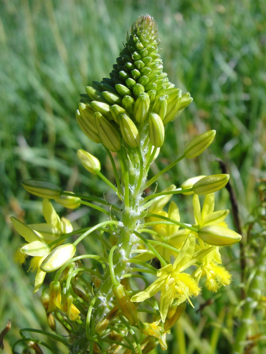 Бульбинелла субантарктическая