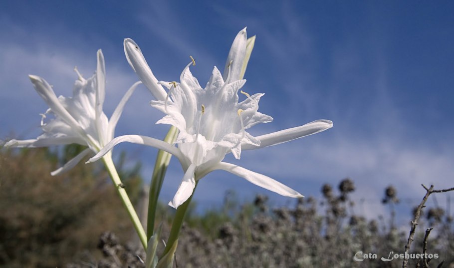 Флора субантарктических островов