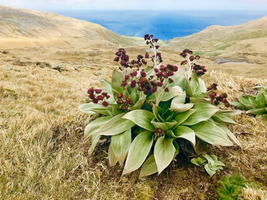 Бульбинелла широколистная