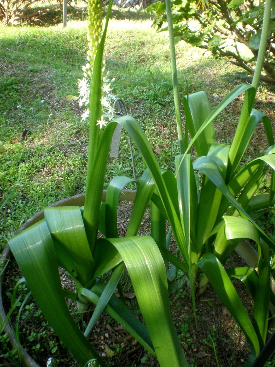 Bulbine frutescens
