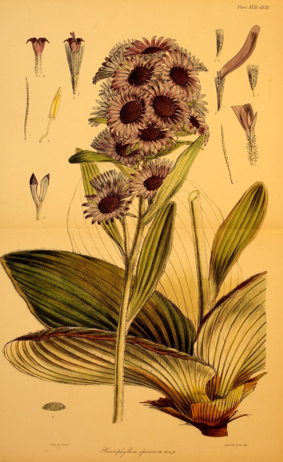 Бульбинелла