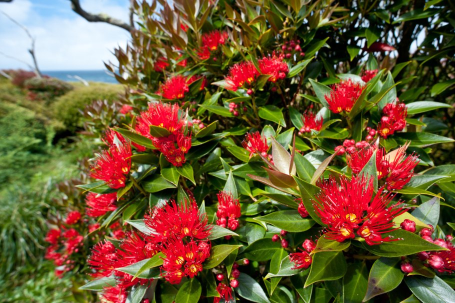 Бульбинелла