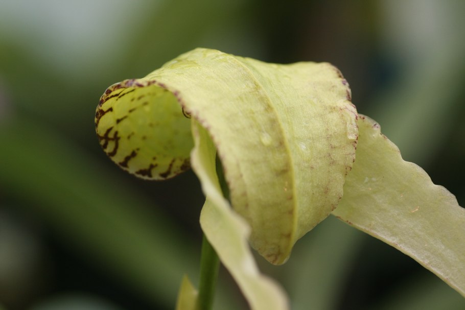 Бульбинелла фото