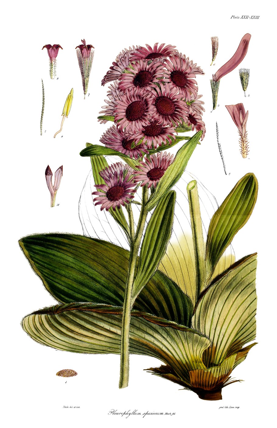 Бульбинелла субантарктическая