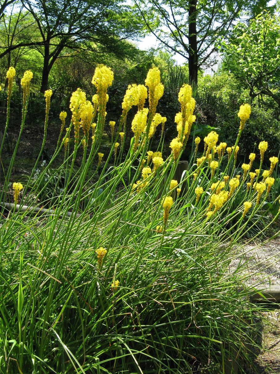 Pleurophyllum speciosum