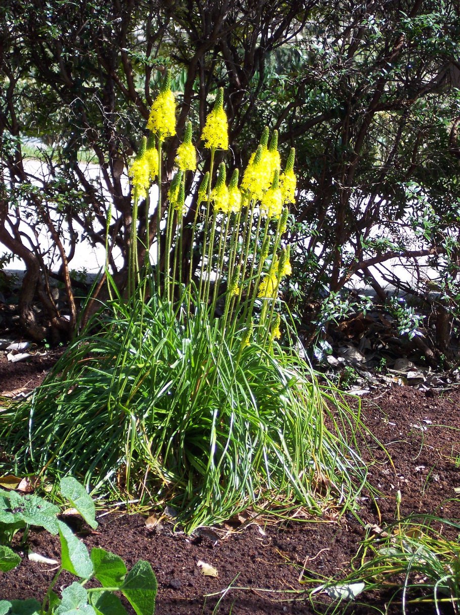 Pleurophyllum hookeri