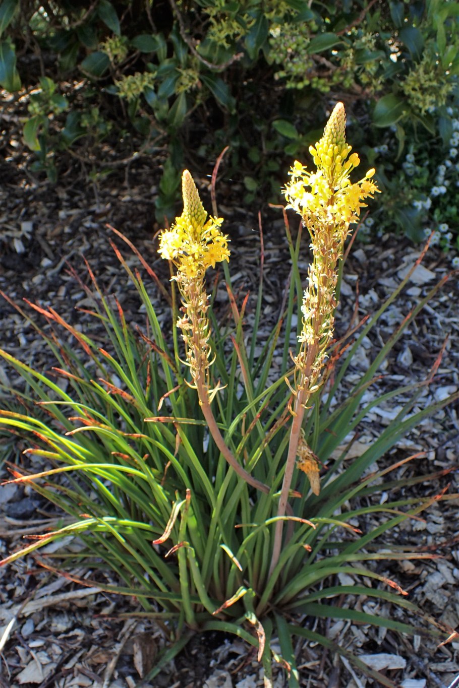 Бульбинелла Nutans