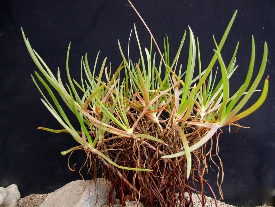 Салат Лолло Росса выращивание