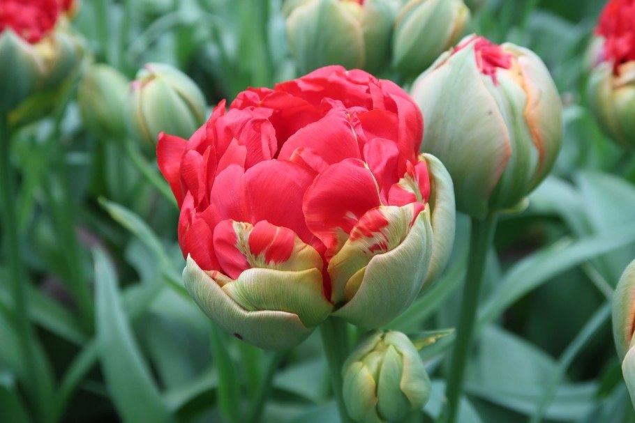 Тюльпан Дмитрий Донской