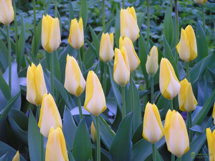 Тюльпан ред Импрешн