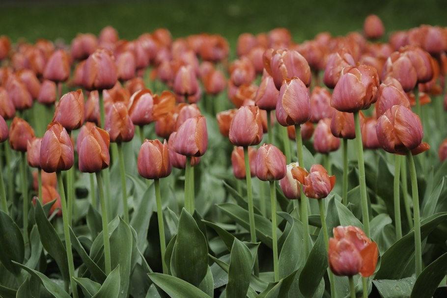 Тюльпан махровый Силк роуд