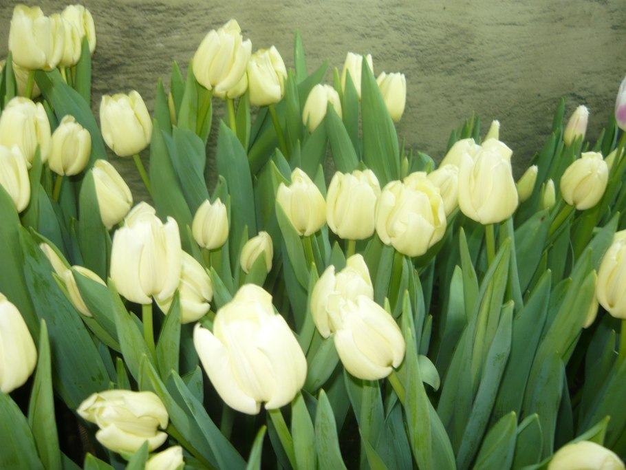 Тюльпан Канзас Прауд