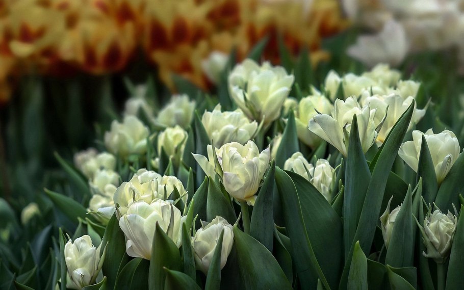 Тюльпан Даллас