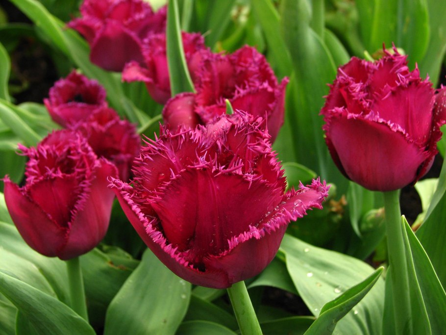 Тюльпан Verona