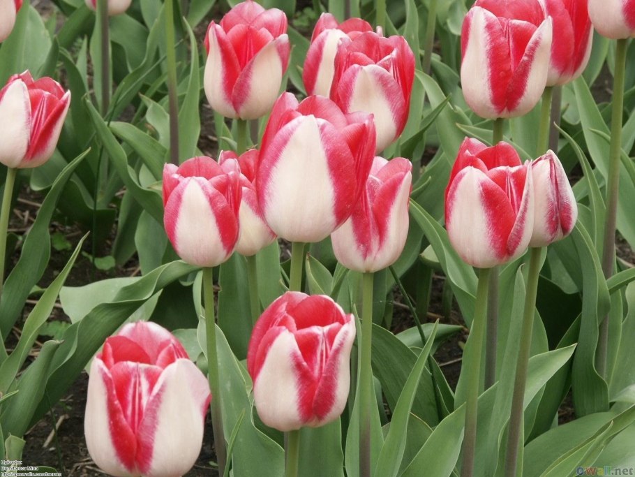 Тюльпан эфемероид