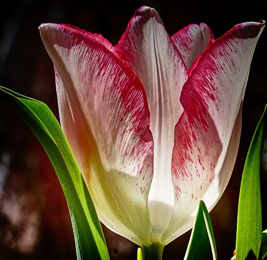 Тюльпан Американ Дрим