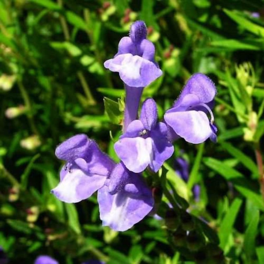 Scutellaria iskanderi шлемник Искандера