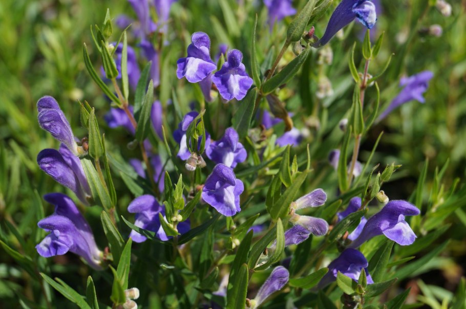 Шлемник (Scutellaria)