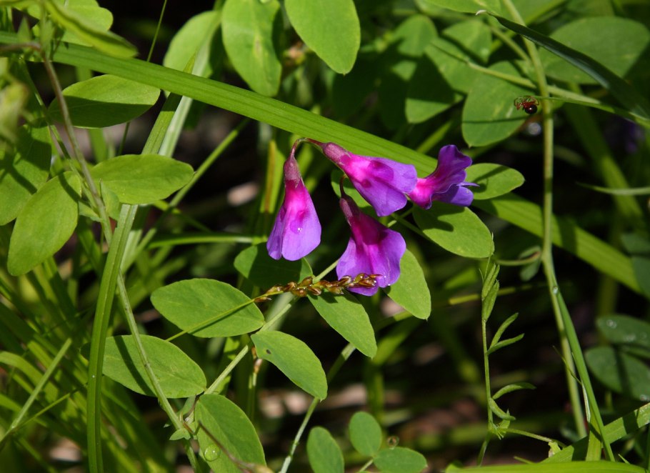 Lathyrus humilis