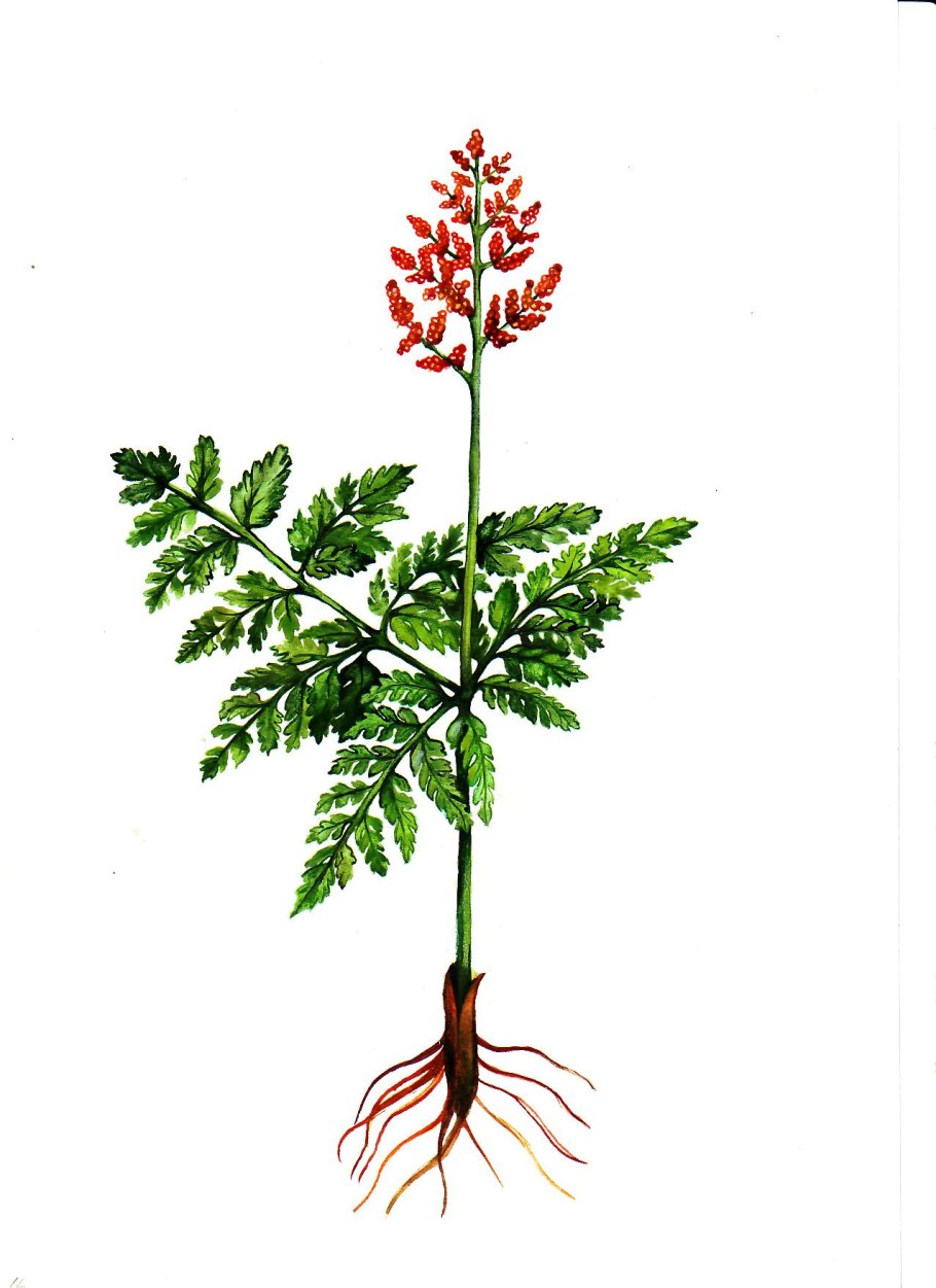 Гроздовник виргинский – Botrychium virginianum (l.) SW.