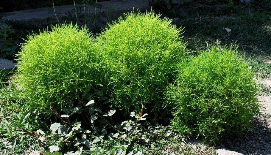 Kochia Scoparia trichophylla
