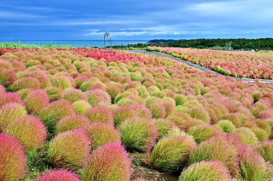 Кохия бассия