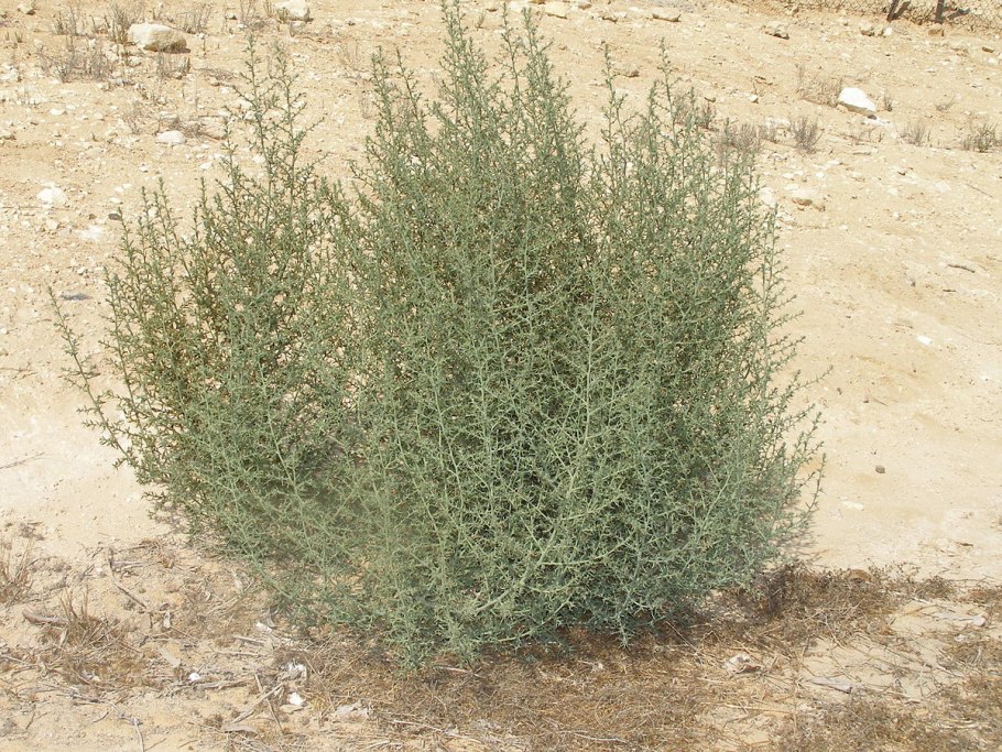 Кохия волосистая