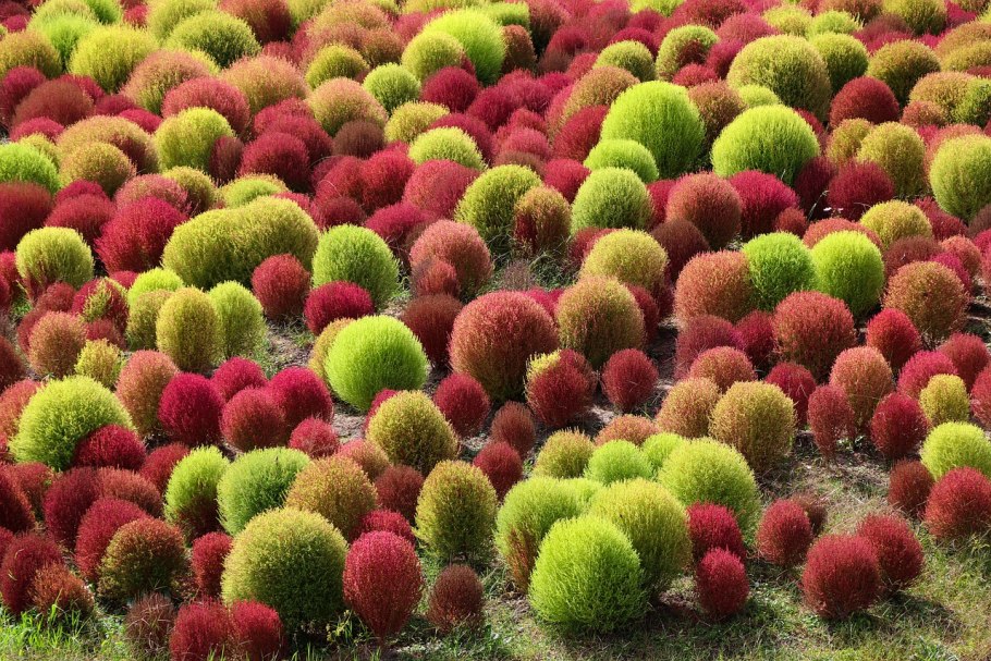 Кохия веничная Грин Форест