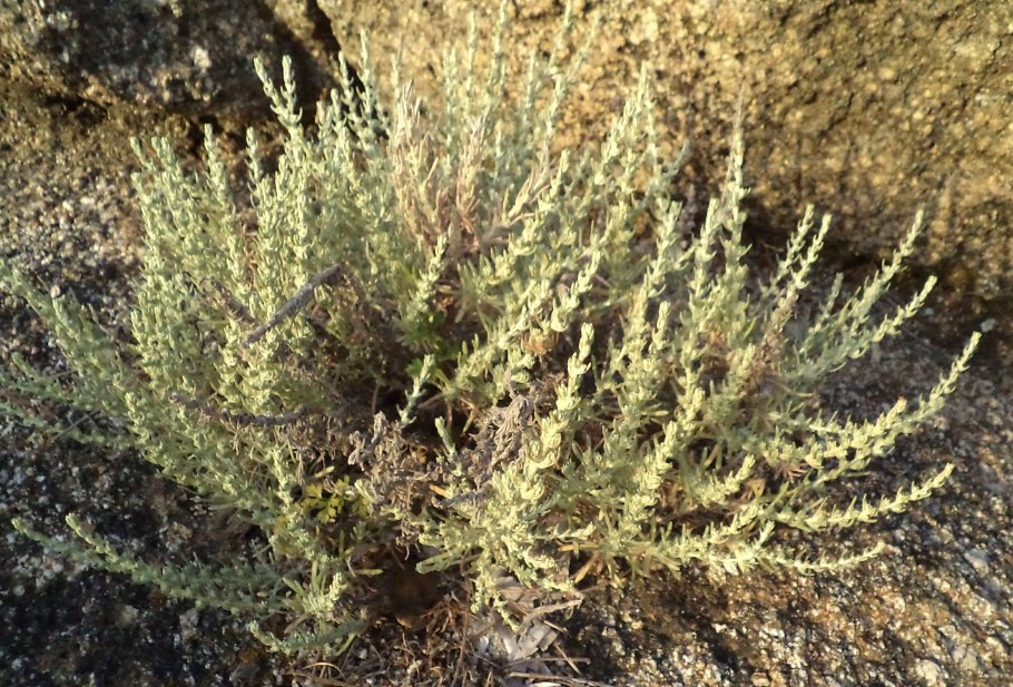 Бассия Дикая