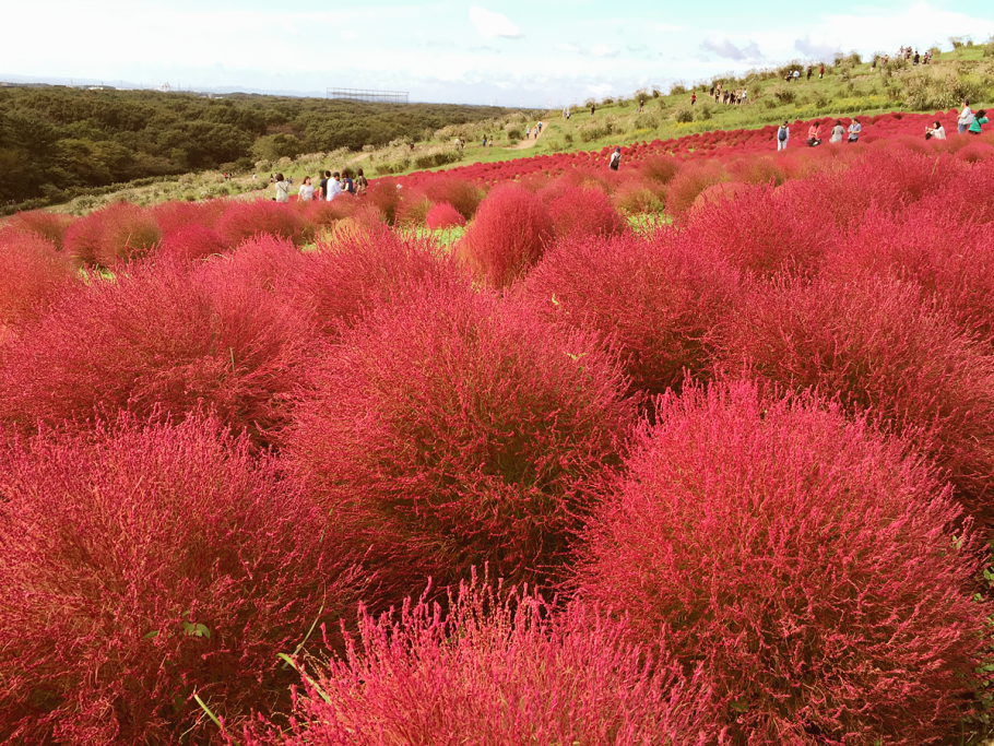 Kochia Scoparia trichophylla