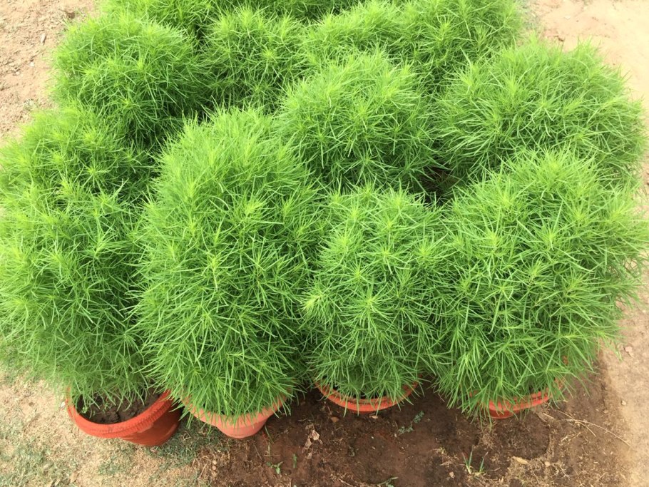 Прутняк Kochia prostrata