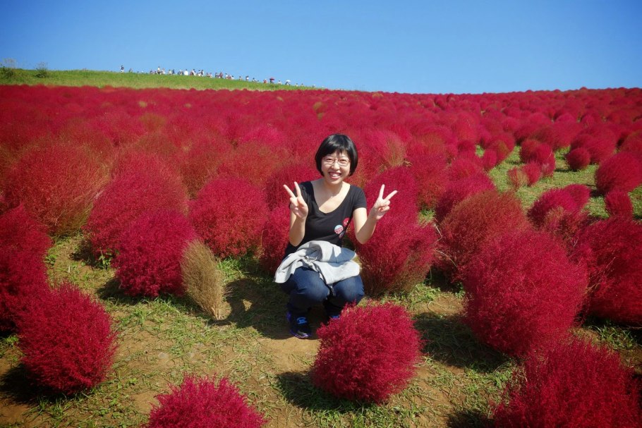 Кохия очитколистная