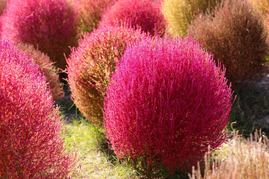 Кохия Султан