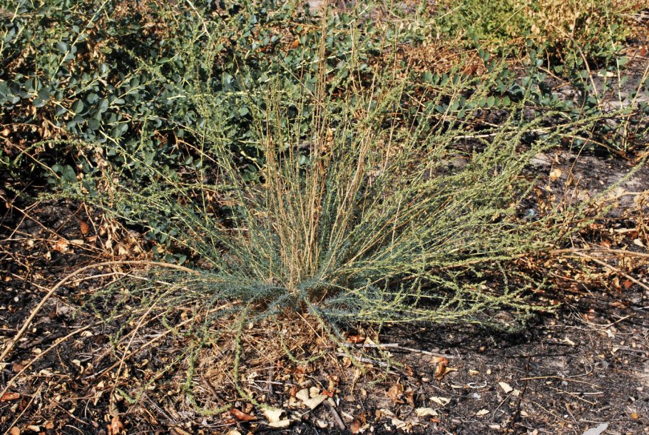 Бассия веничная