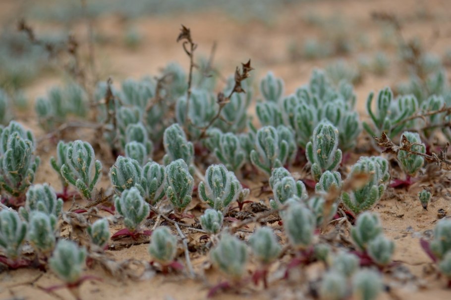 Кохия летний Кипарис