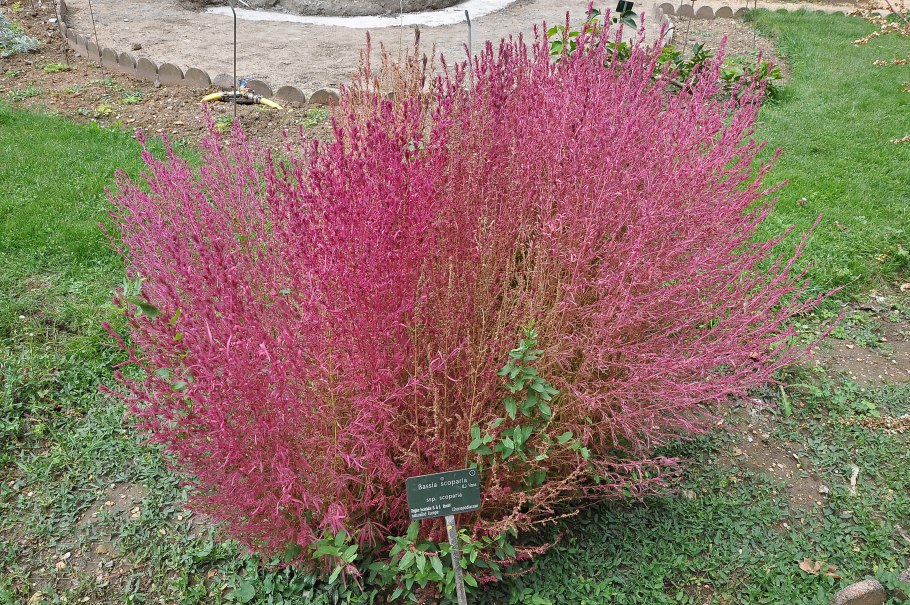 Кохия Кипарис