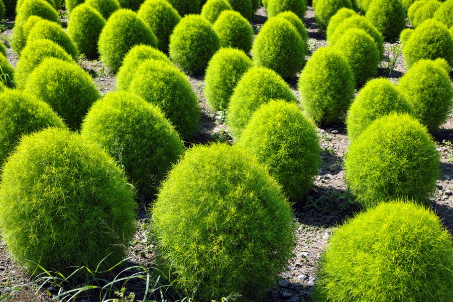 Кохия веничная Трихофилла зеленая