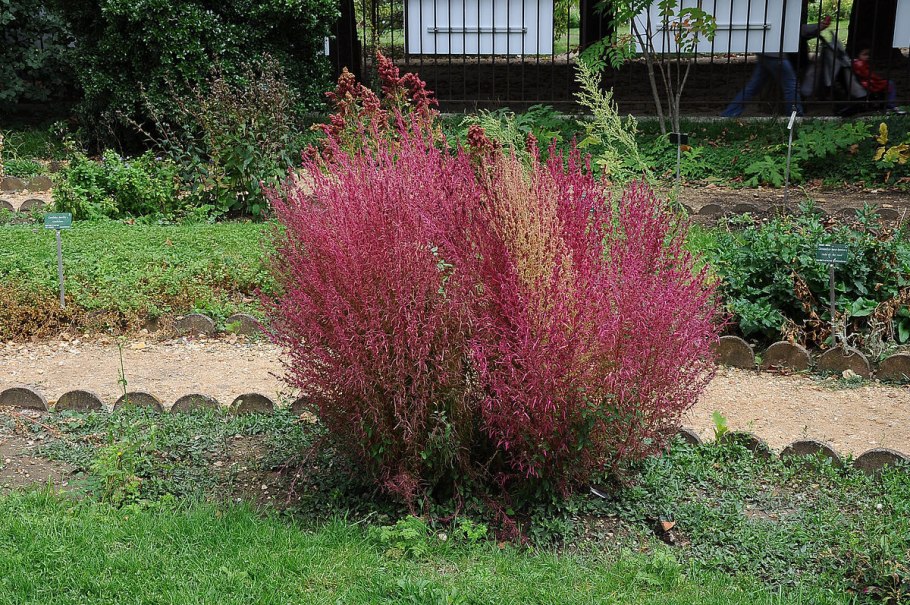 Кохия веничная