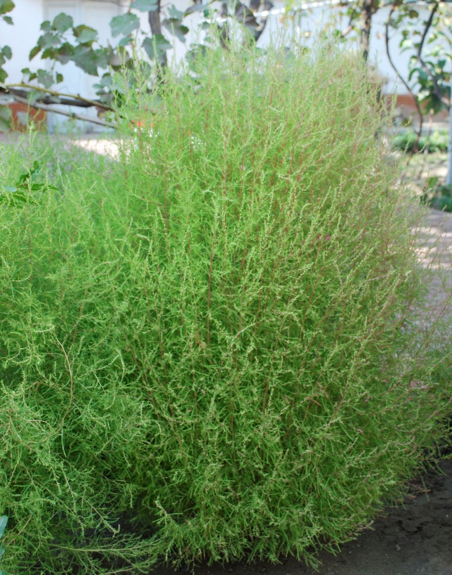 Кохия простертая (Kochia prostrata)