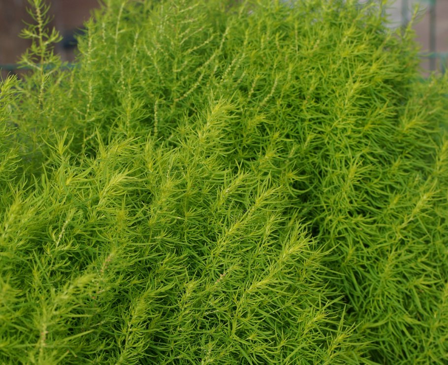 Бассия Египетская