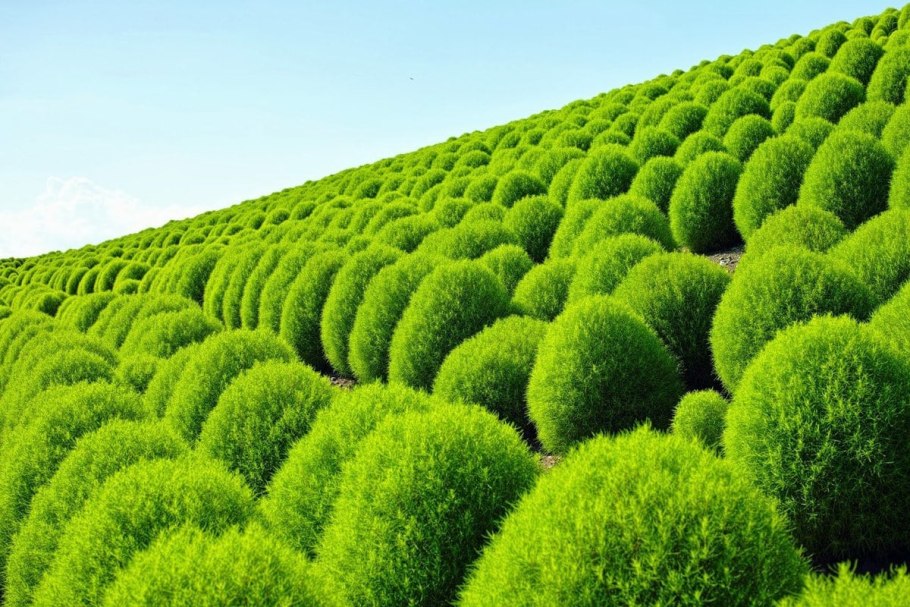 Летний кипарис кохия