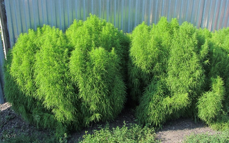 Цветок кохия Султан