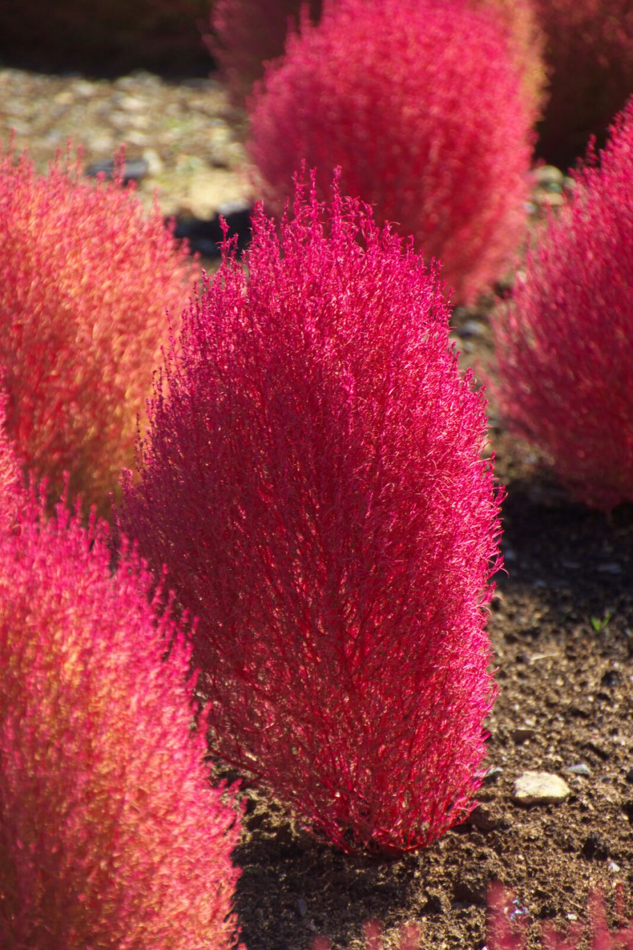 Кохия веничная (Kochia Scoparia)