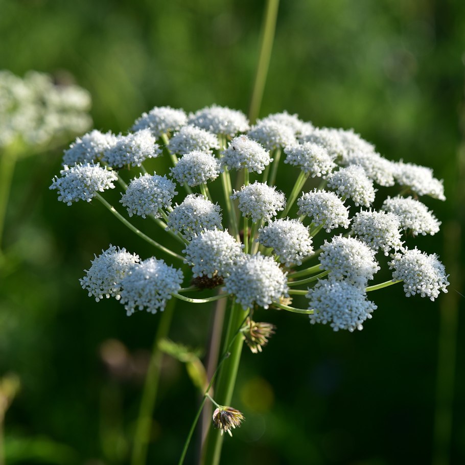 Дудник Лесной (Angelica Sylvestris)