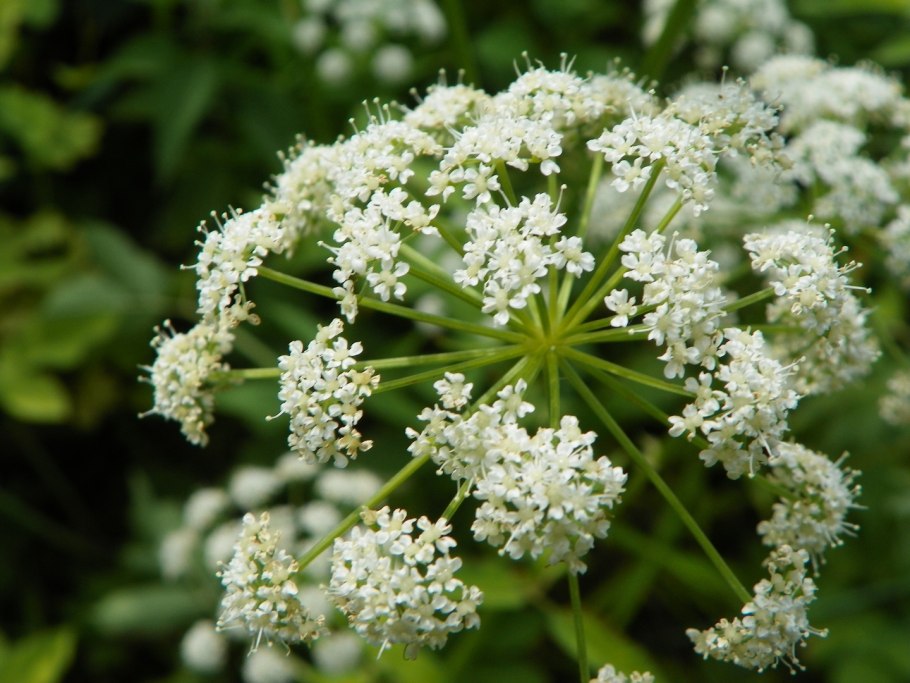 Дудник Лесной (Angelica Sylvestris)