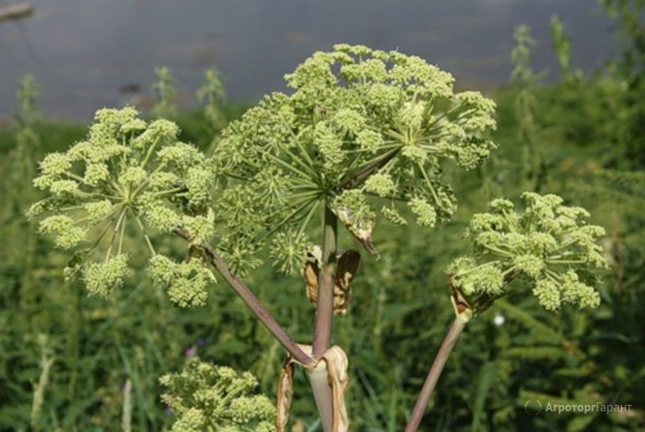 Дягиль – archangelica officinalis
