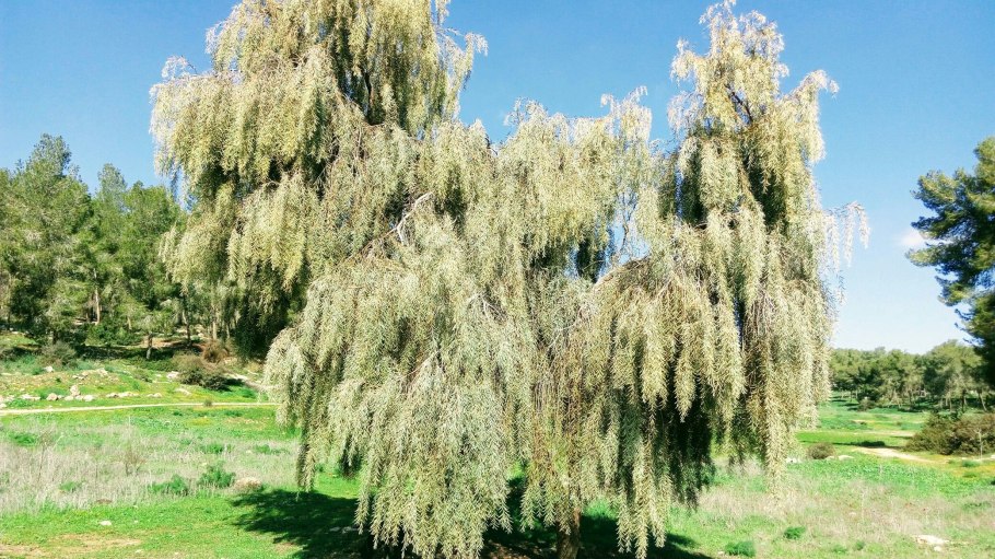 Ива желтокорая плакучая