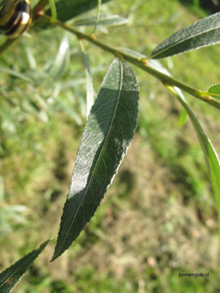 Ива прутовидная саженцы