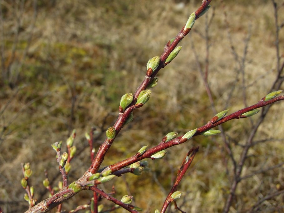 Salix aegyptiaca l. Ива Египетская