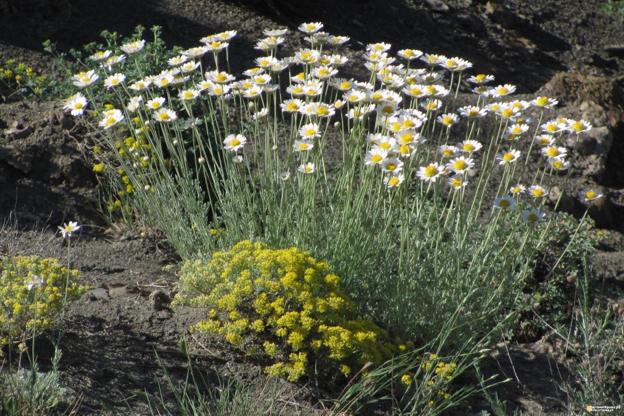 Антемис Пупавка